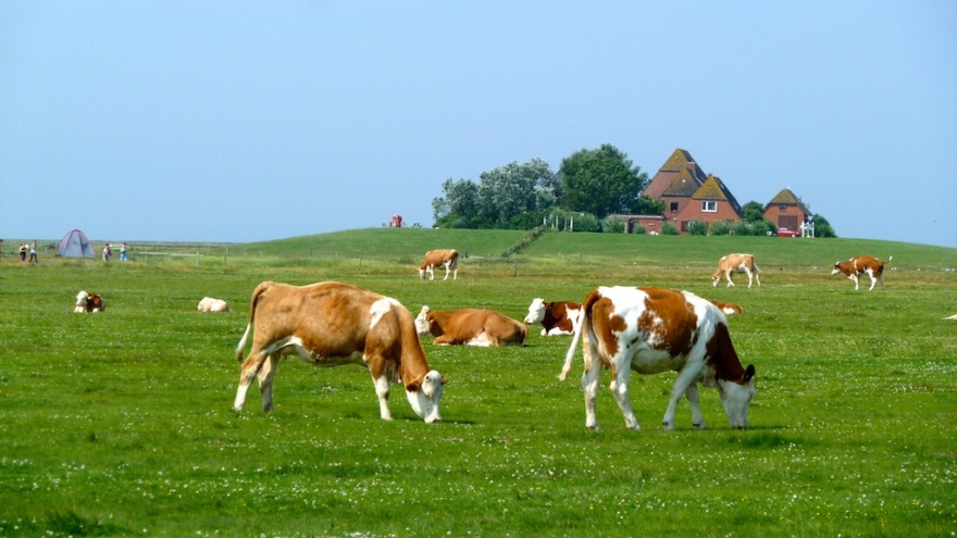 Organic Cows